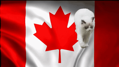 A Canadian Flag With A Maple Leaf On It GIF