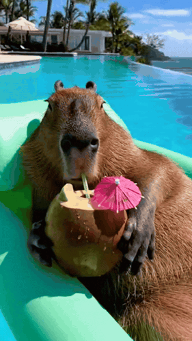 A Capybara Is Drinking From A Coconut With An Umbrella GIF