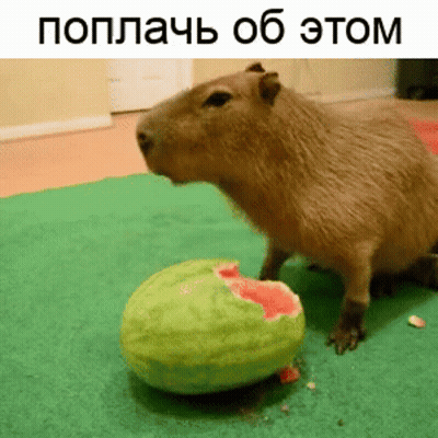 A Capybara Is Eating A Slice Of Watermelon On The Floor . GIF