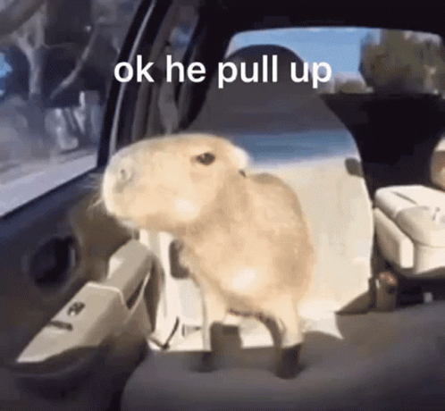 A Capybara Is Standing In The Back Seat Of A Car And Looking Out The Window . GIF