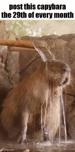 A Capybara Is Standing In The Water With Water Pouring From A Pipe . GIF
