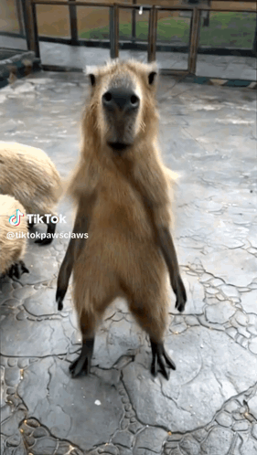 A Capybara Is Standing On Its Hind Legs And Looking At The Camera With A Tiktok Watermark GIF