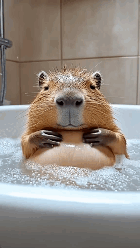A Capybara Is Taking A Bath In A Bathtub With Bubbles GIF