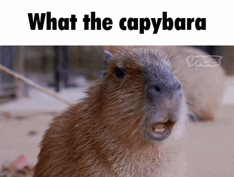 A Capybara With Its Mouth Open And The Words What The Capybara Written Above It GIF
