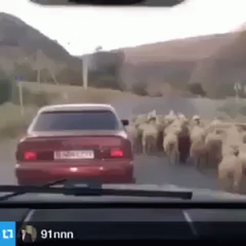 A Car Is Driving Down A Road Next To A Herd Of Sheep GIF