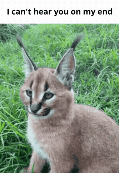 A Caracal Cat Is Sitting In The Grass With The Words I Can 'T Hear You On My End Below It GIF