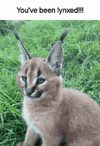 A Caracal Kitten Is Sitting In The Grass With A Caption That Says `` You 'Ve Been Lynxed '' . GIF