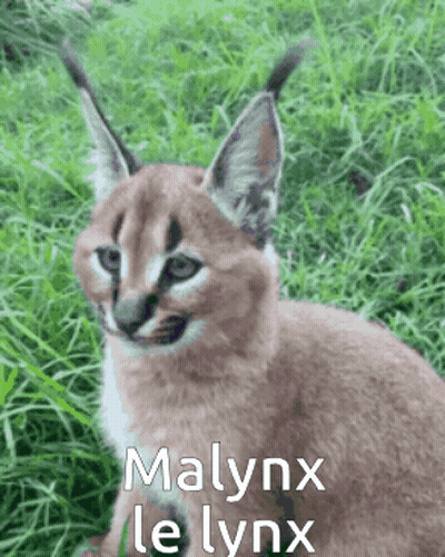 A Caracal Kitten Is Sitting In The Grass With The Words Malynx Le Lynx Written On It . GIF