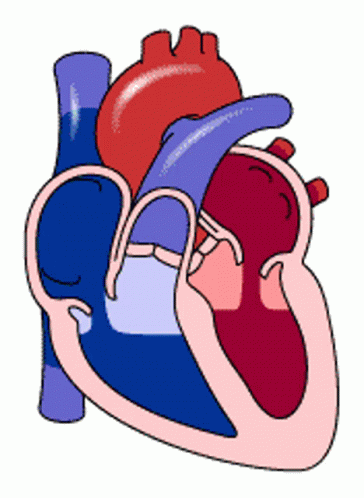 A Cartoon Drawing Of A Human Heart With A Red Heart And A Purple Heart GIF