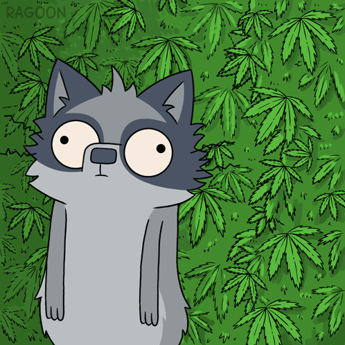 A Cartoon Of A Raccoon Surrounded By Marijuana Leaves With The Word Racoon At The Bottom GIF