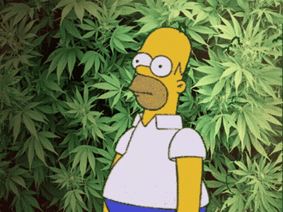 A Cartoon Of Homer Simpson Standing In Front Of Marijuana Leaves GIF
