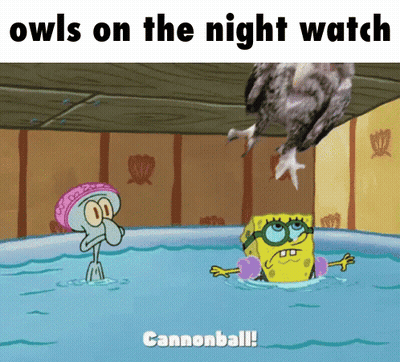 A Cartoon Of Squidward And Spongebob Swimming In A Pool With The Caption Owls On The Night Watch Cannonball GIF