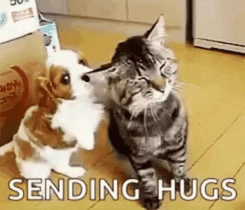 A Cat And A Dog Are Hugging Each Other On The Floor . GIF