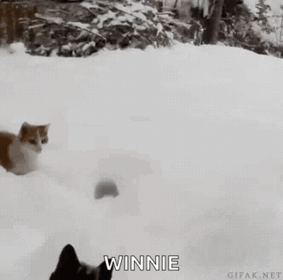 A Cat And A Dog Are Playing In The Snow And The Cat Says Winnie GIF