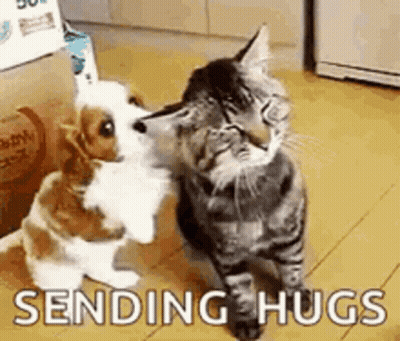 A Cat And A Dog Hugging Each Other In A Room . GIF