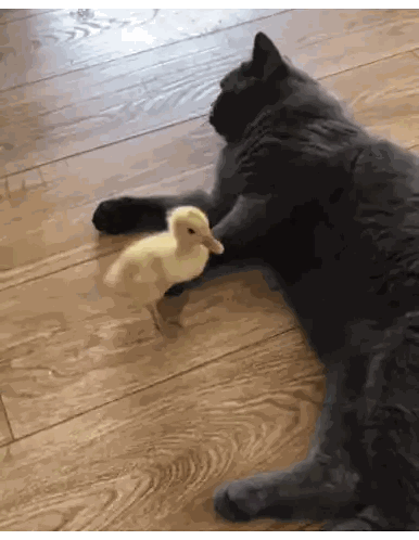 A Cat And A Duck Are Laying On The Floor Together Sticker