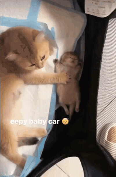 A Cat And A Kitten Are Sleeping In A Crib And The Caption Says Eepy Baby Car GIF