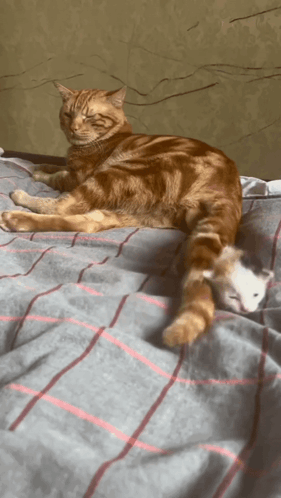 A Cat And A Kitten Laying On A Bed Together GIF