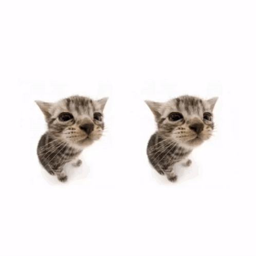 A Cat And A Kitten With The Words And If You Don 'T I 'Ll Dance Anyway GIF