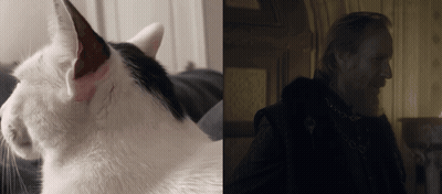 A Cat And A Man With A Beard Are Next To Each Other GIF
