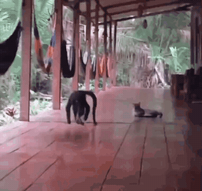 A Cat And A Monkey Are Walking On A Wooden Floor GIF