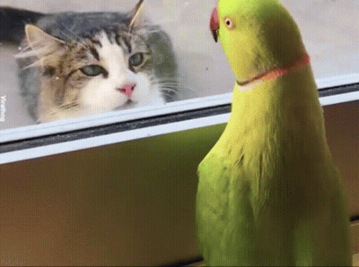 A Cat And A Parrot Are Looking At Each Other GIF
