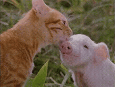 A Cat And A Pig Are Kissing Each Other On The Nose . GIF