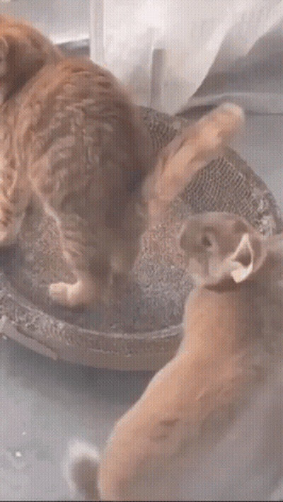 A Cat And A Rabbit Are Playing With Each Other GIF