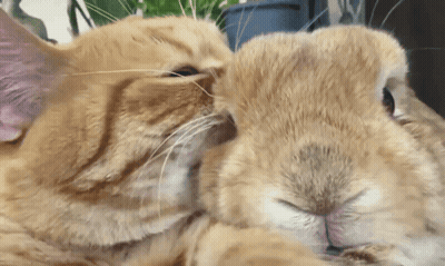 A Cat And A Rabbit Are Touching Noses GIF