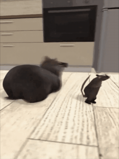 A Cat And A Rat Are Playing On The Floor GIF