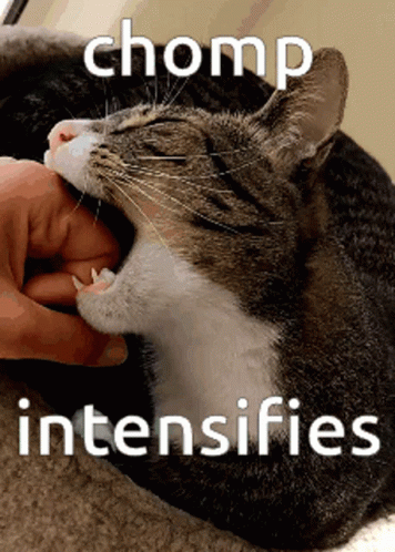 A Cat Biting A Person 'S Finger With The Words Chomp Intensifies Written Below It GIF