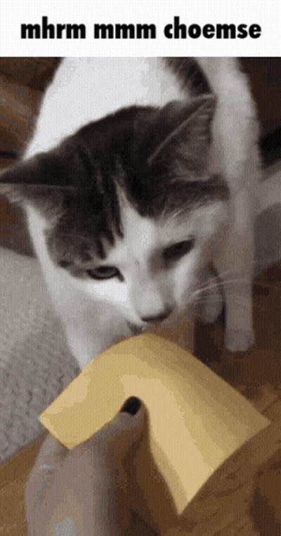 A Cat Chewing On A Piece Of Cheese With The Words Mhrm Mmmm Choemse Below It GIF