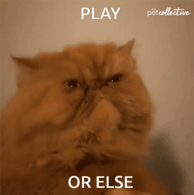 A Cat Covering Its Nose With Its Paw And The Words Play Or Else Behind It GIF