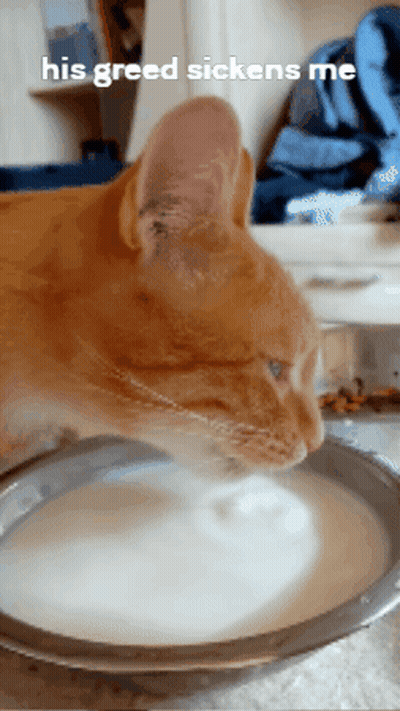 A Cat Drinking Milk From A Bowl With The Words His Greed Sickens Me Above It GIF