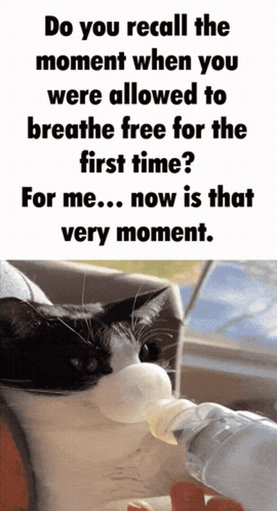 A Cat Drinking Water From A Bottle With A Caption That Says Do You Recall The Moment When You Were Allowed To Breathe GIF