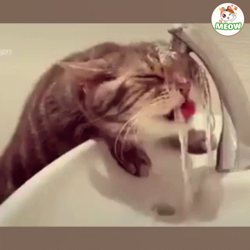 A Cat Drinking Water From A Faucet With A Meow Logo On The Bottom GIF