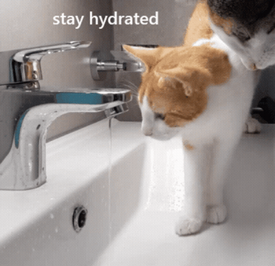 A Cat Drinking Water From A Sink With The Words Stay Hydrated GIF