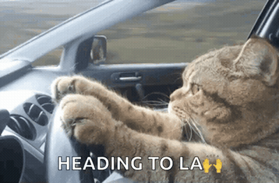 A Cat Driving A Car With The Words Heading To La GIF