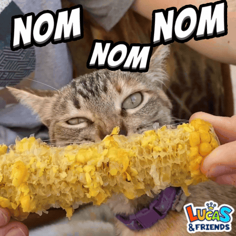 A Cat Eating Corn On The Cob From Lucas And Friends GIF