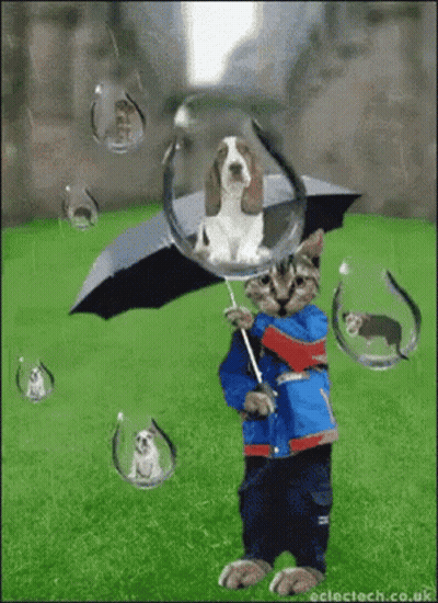 A Cat Holding An Umbrella With A Dog In A Bubble Behind It GIF