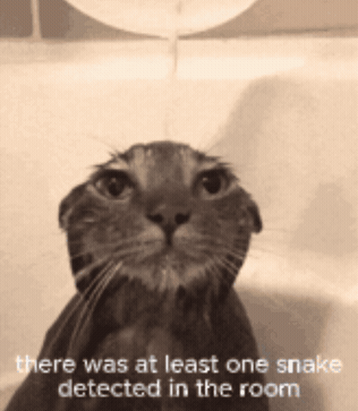 A Cat In A Bathtub With A Caption That Says " There Was At Least One Snake Detected In The Room " GIF