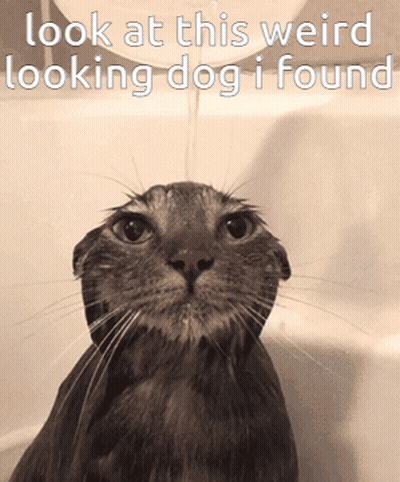 A Cat In A Bathtub With The Words Look At This Weird Looking Dog I Found GIF