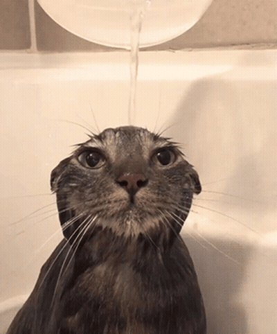 A Cat In A Bathtub With Water Being Poured Over It GIF