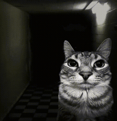 A Cat In A Dark Hallway Looking At The Camera GIF