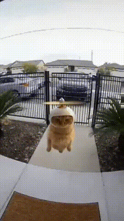 A Cat In A Helicopter Costume Is Flying Over A Doorway GIF