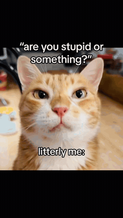 A Cat Is Asking If Someone Is Stupid Or Something GIF