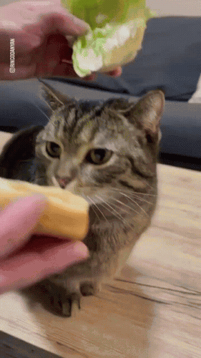 A Cat Is Being Fed A Sandwich By A Person .. GIF