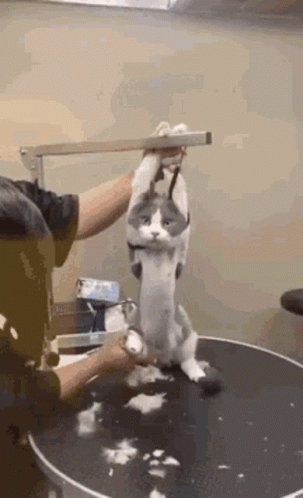 A Cat Is Being Groomed By A Groomer At A Grooming Salon . GIF