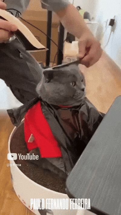 A Cat Is Being Groomed By A Person On Youtube GIF