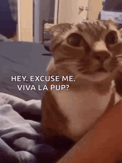 A Cat Is Being Held By A Person And Says Hey Excuse Me Viva La Pup ? GIF